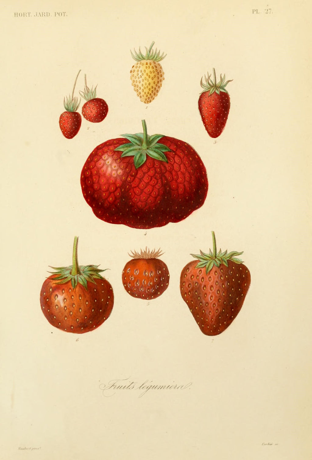 Jordbær, Paris (1870)