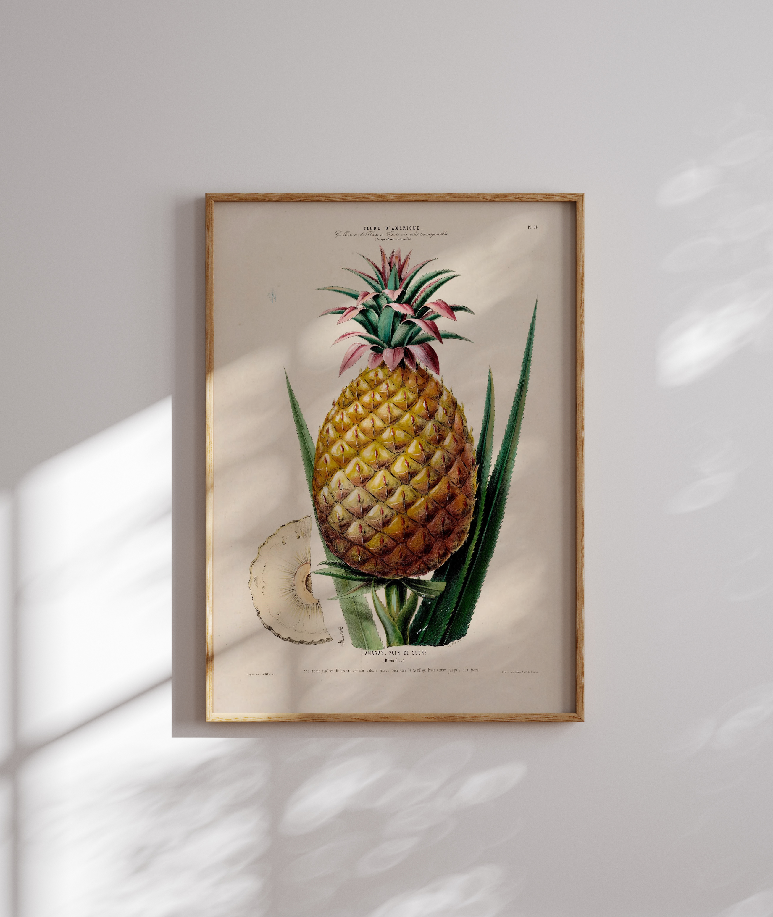 L'Ananas, Pain de Sucre (Paris, 1911)