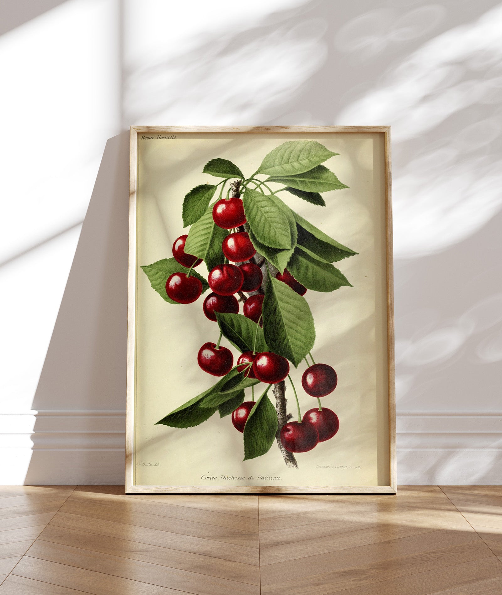 Cerise (Paris, 1911)