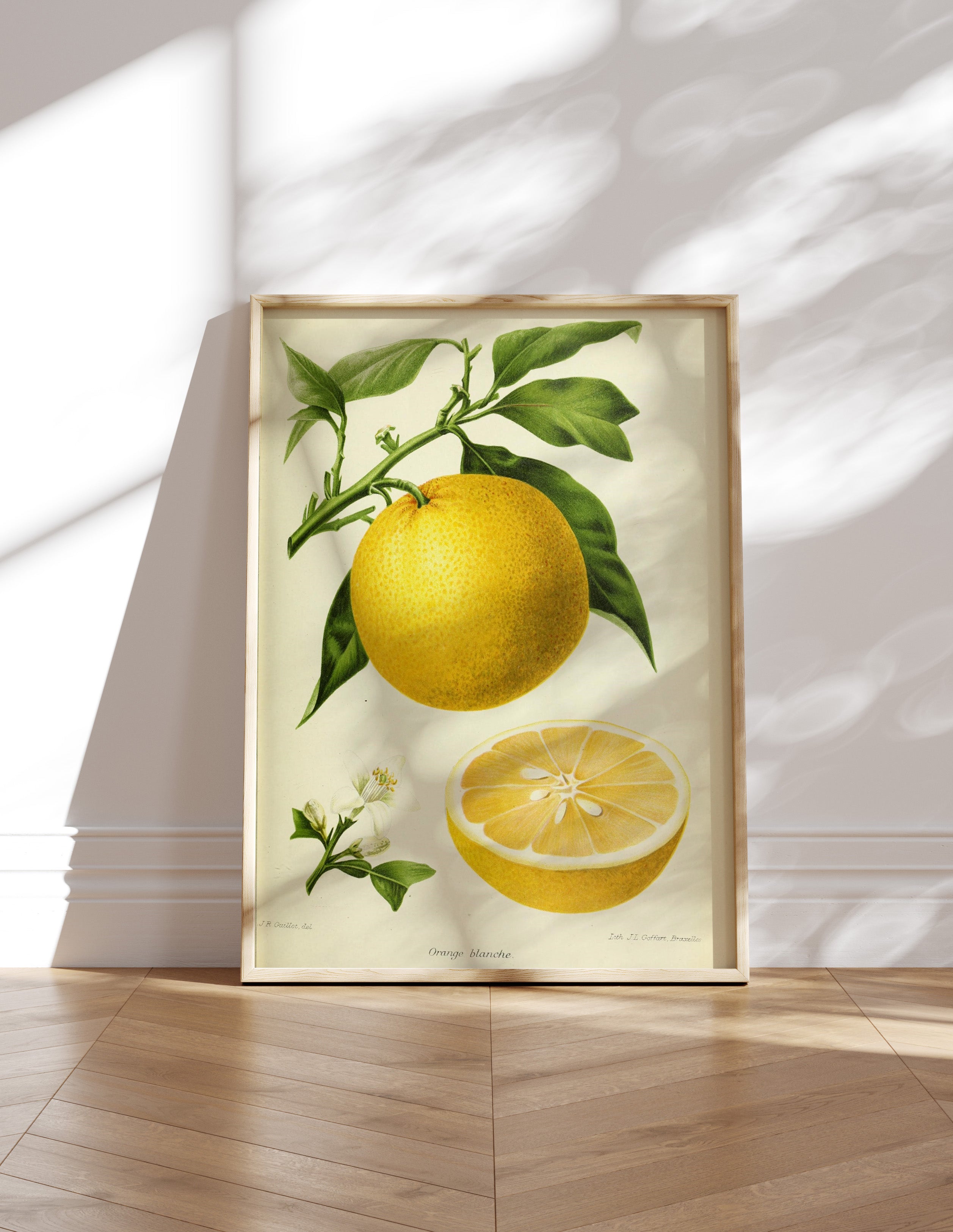 Orange Blanche (Paris, 1911)