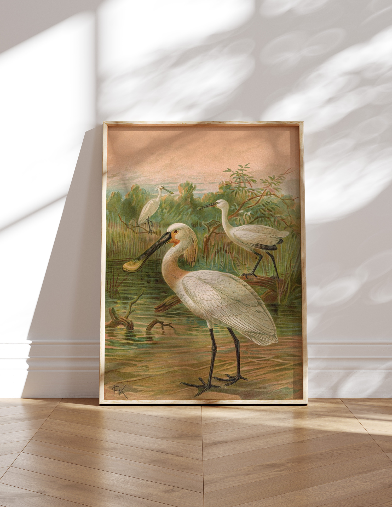 F.E. Köhler - Platalea Leucorodia (1905)