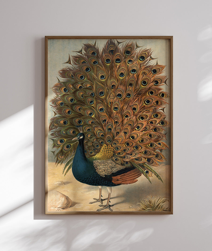 C.C. Meinhold & Söhne - Peacock (1895)