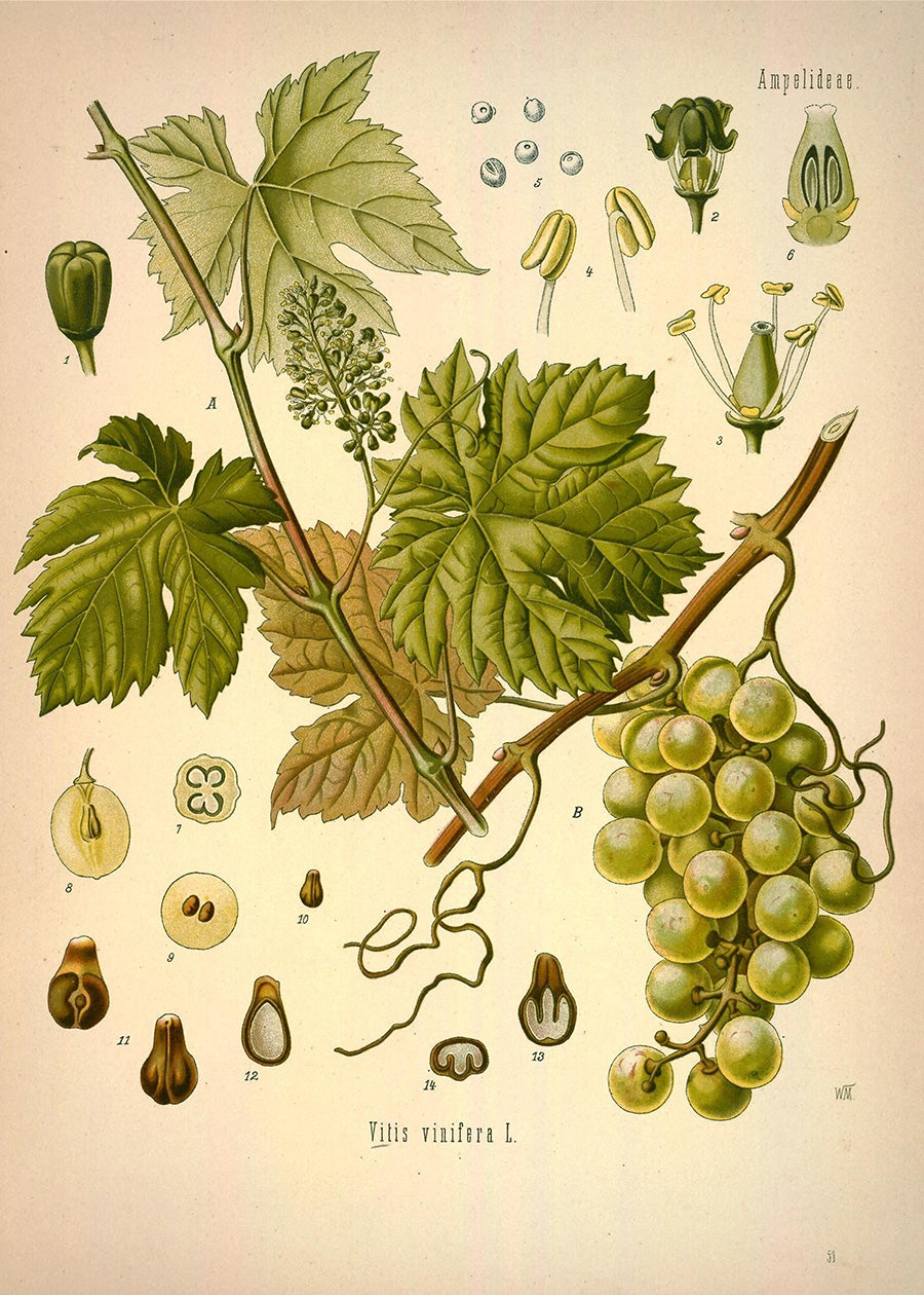 Eugen Köhle - Vitis Vinifera L (ca. 1900)