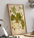 Eugen Köhle - Vitis Vinifera L (ca. 1900)