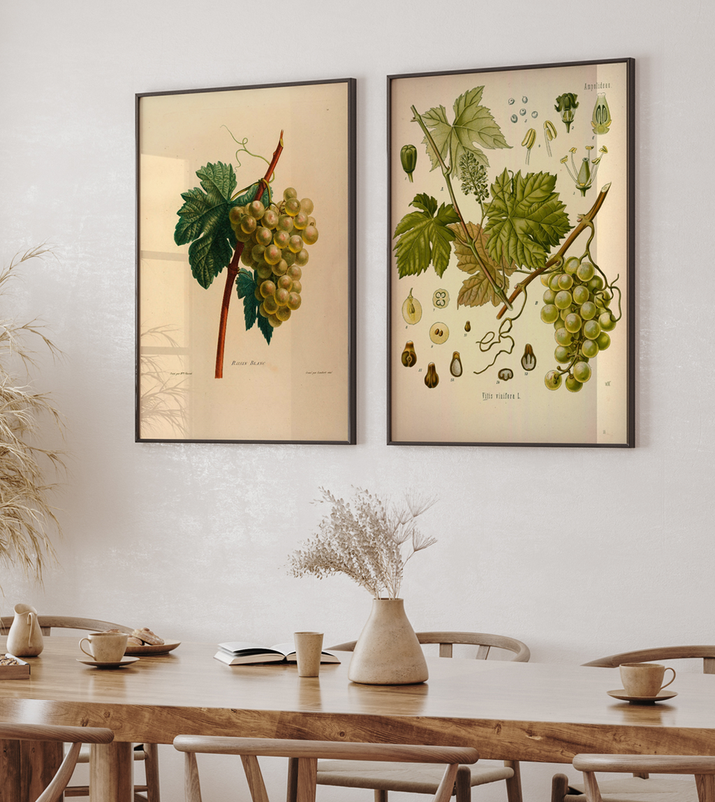 Raisin Blanc, Frankrike (ca. 1820)