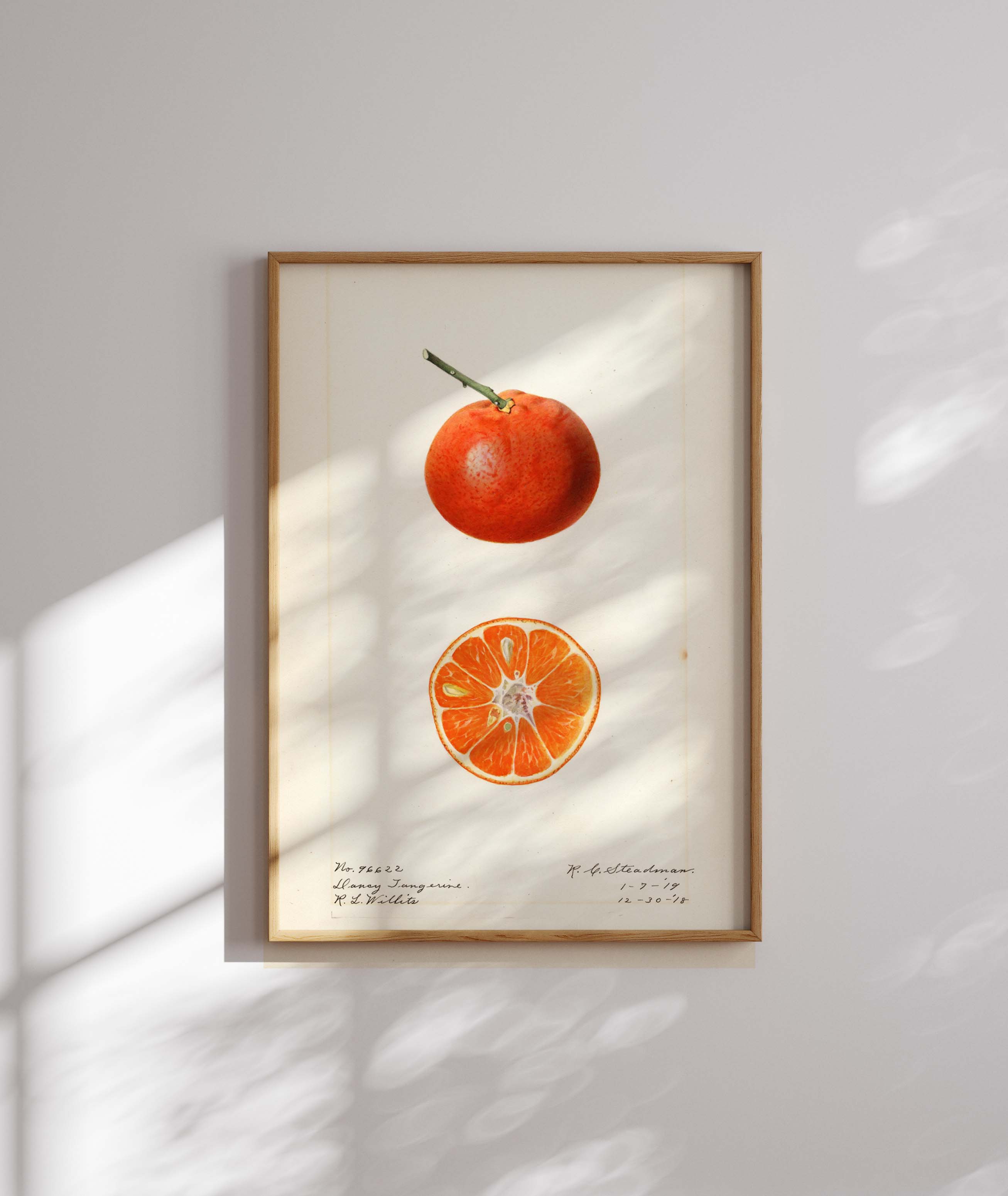 Royal Charles Steadman - Citrus reticulata: Dancy (1919)