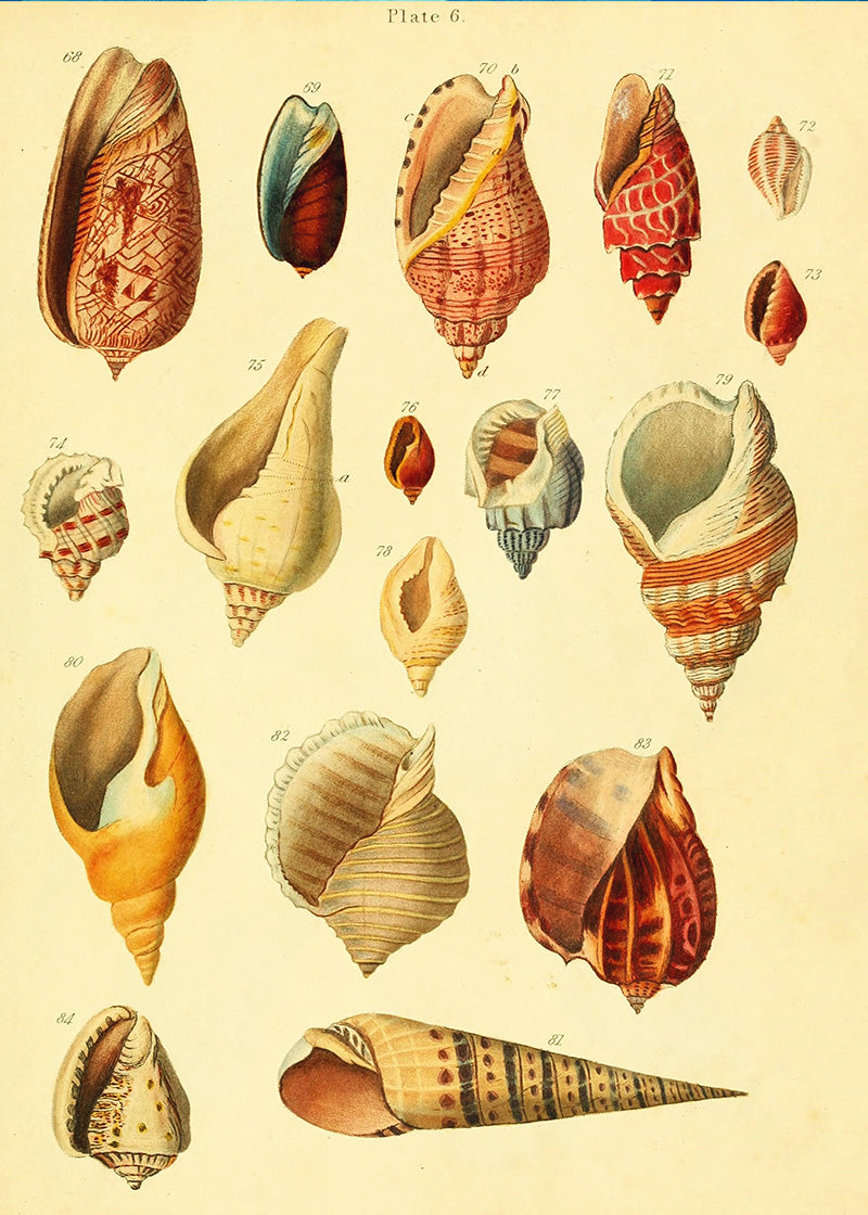 En introduksjon til studiet av konkologi (1815)